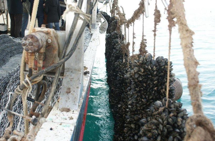cozze