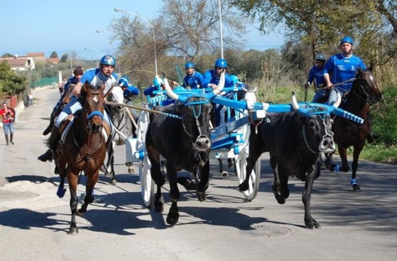 corsa dei buoi a Chieuti