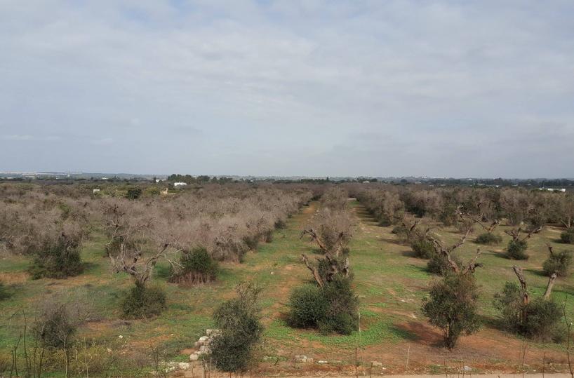 Xylella, nel Salento arato solo il 20% degli uliveti