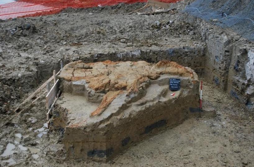 balena fossile trovata nel Materano