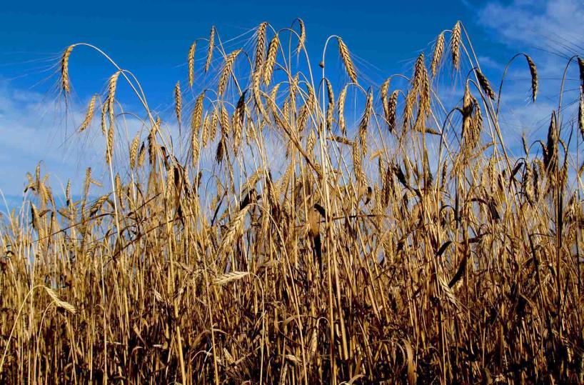 Xylella, un nuovo allarmeil vettore ora ve nel grano
