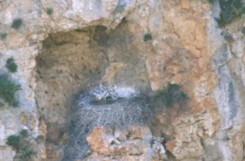 cicognine nel parco murgia materana