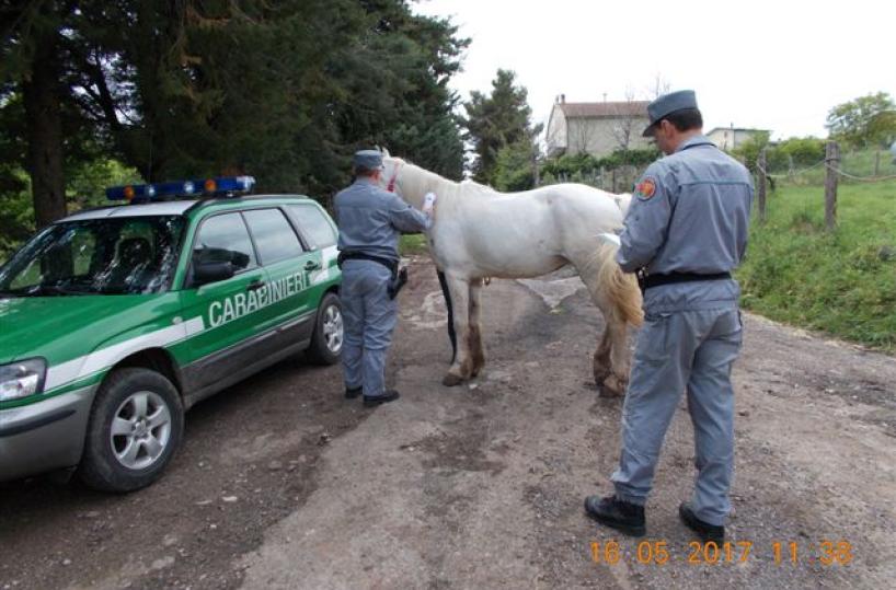 sequestro cavalli carabinieri forestali
