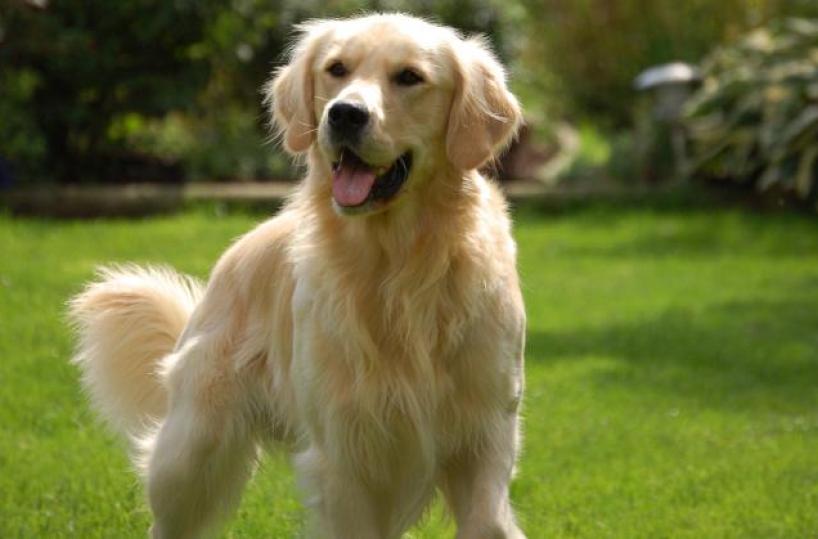 cane golden