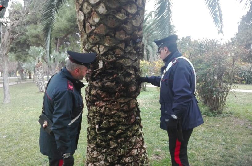 Andria, droga nella palmaarrestato pusher 19enne