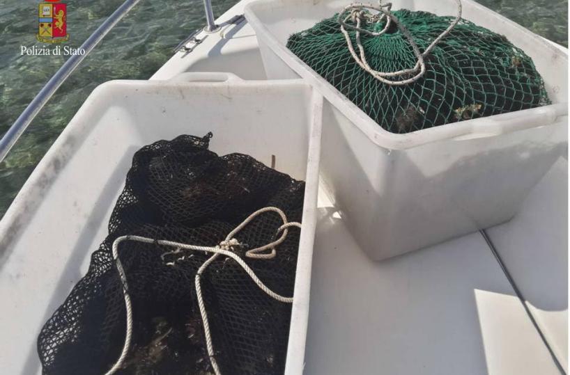 Taranto,  mille ricci rigettatiin mare: pescati durante il fermo