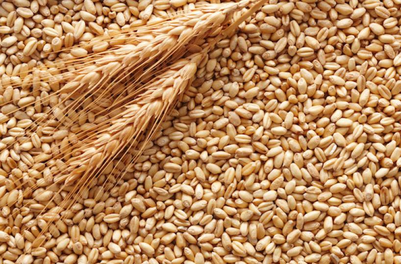 grano duro
