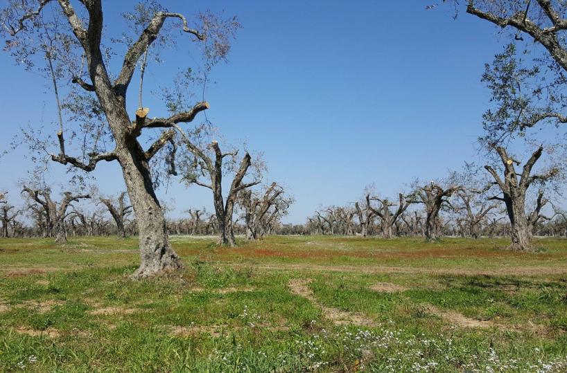 ulivi malati di xylella