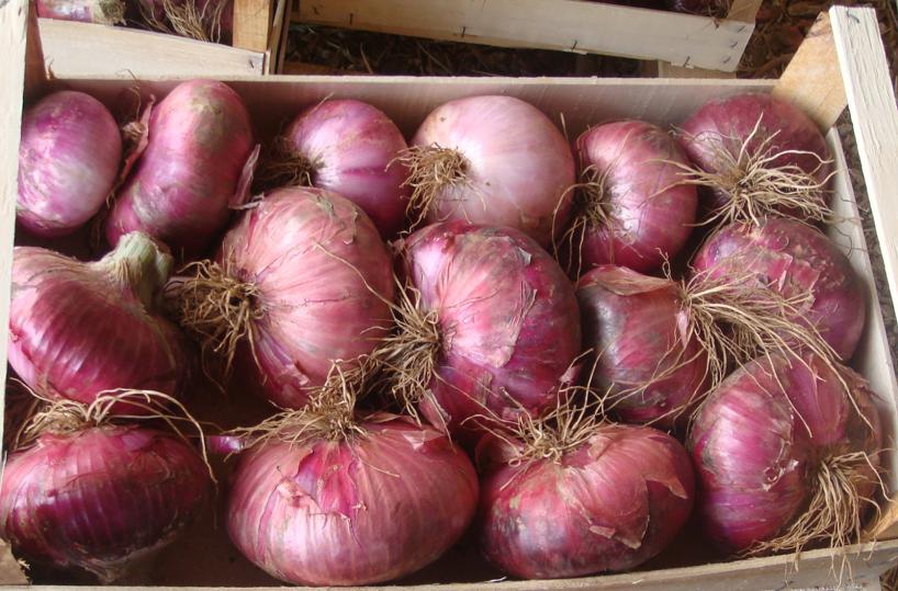 cipolla di acquaviva