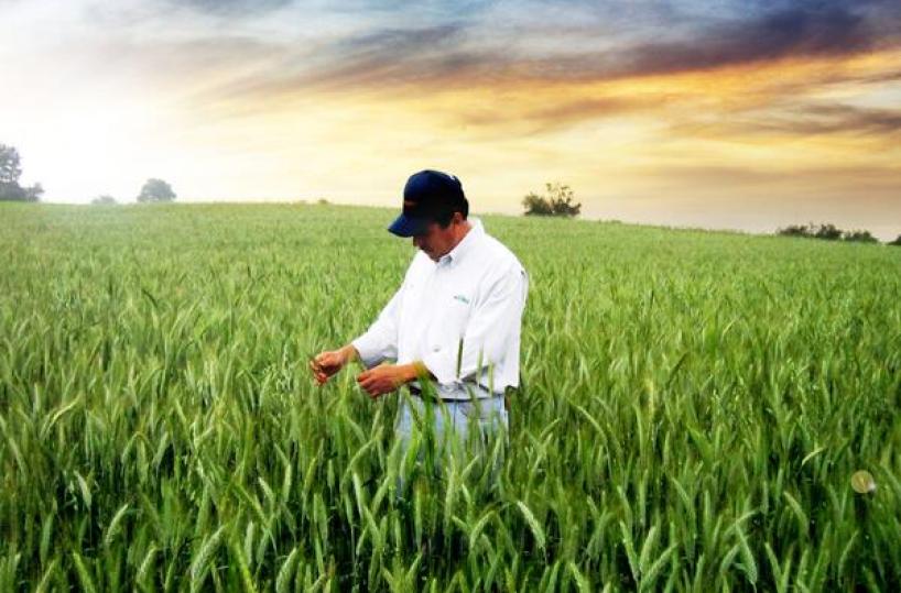 agronomo