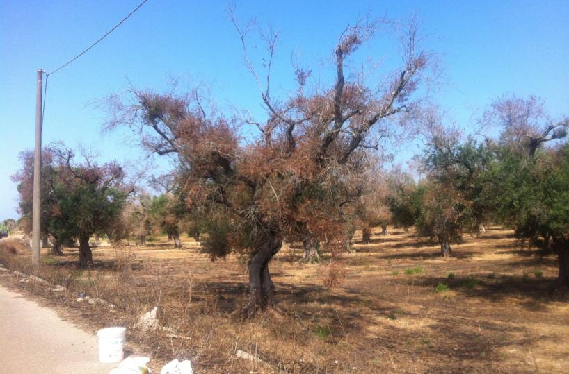 Xylella, non ripartono  i monitoraggi nei campi