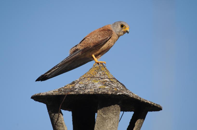 falco grillaio