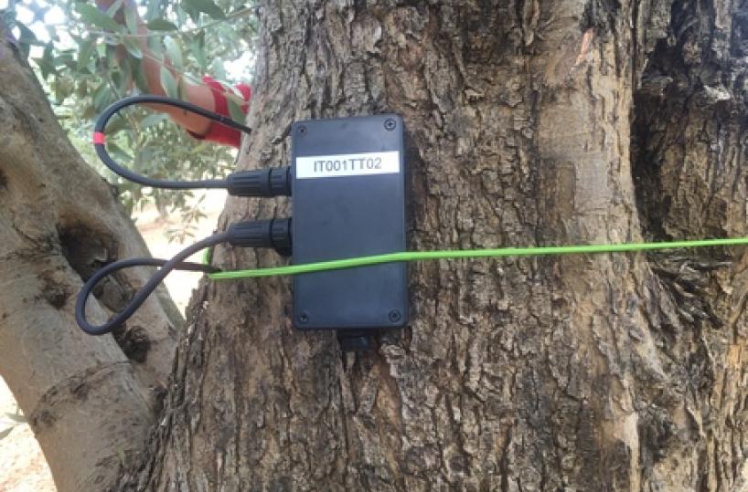sensore xylella
