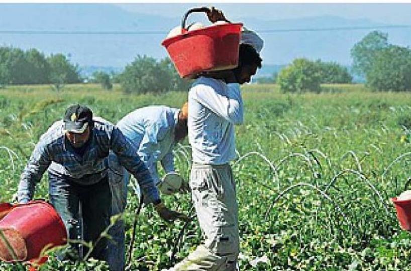 caporalato lavoro agricoltura