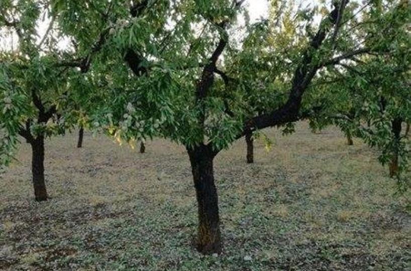 Maltempo, danni alle campagneulivi «potati» dalla grandine