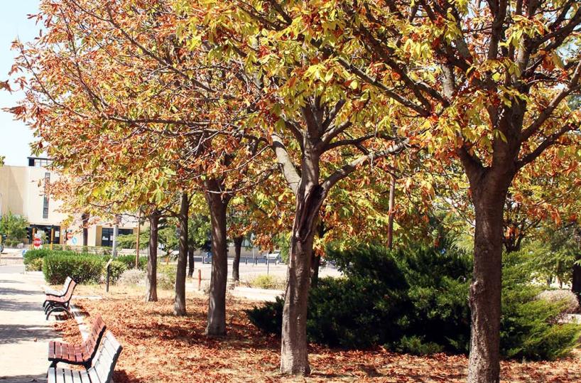 Basilicata, a Ferragostocadono le foglie dagli albero
