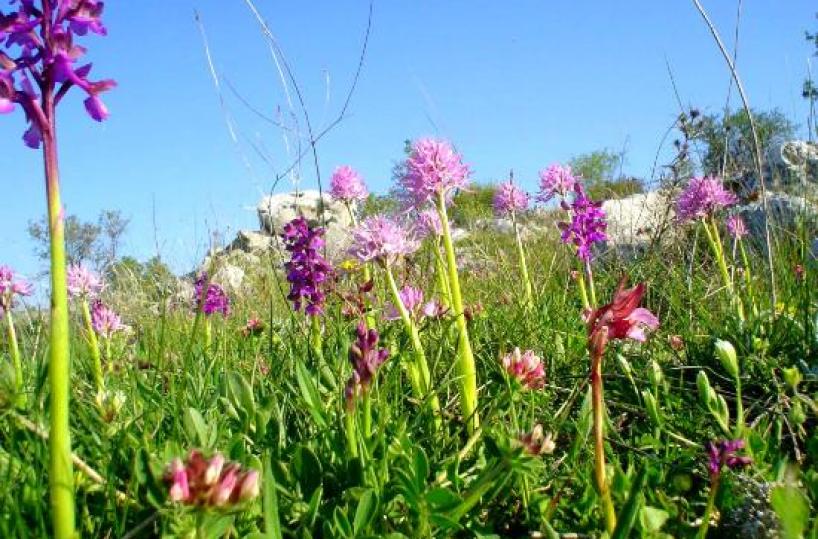 orchidee garganiche