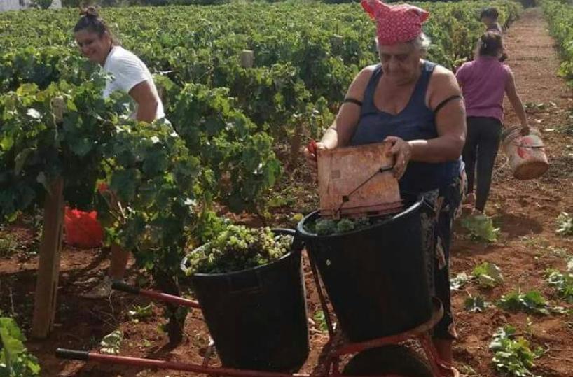 vendemmia primitivo