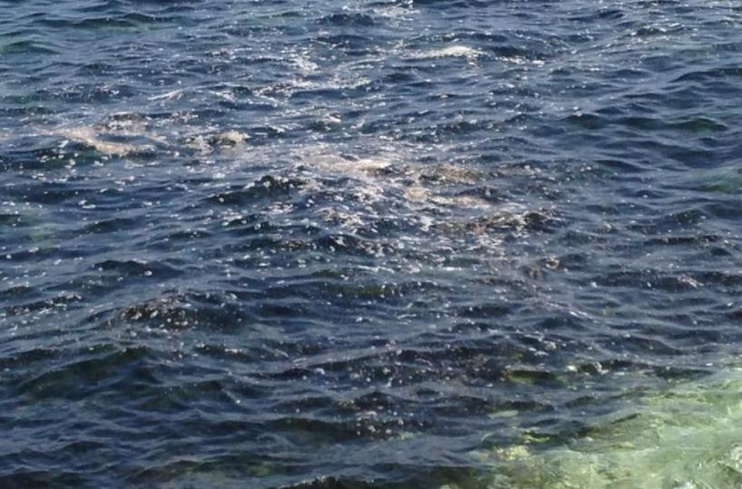 Analisi a San Giorgio«C'è l'alga tossica»