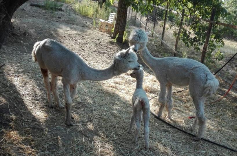 cucciolo di alpaca