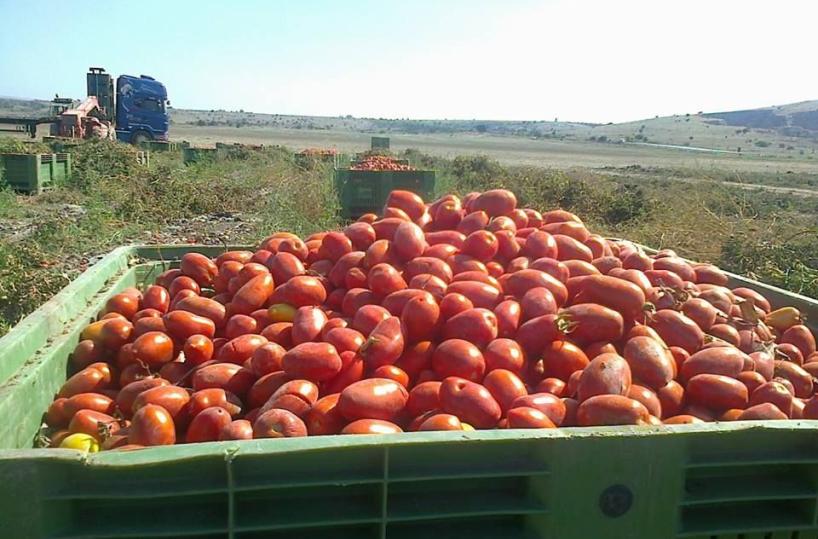 Pomodori «precoci», raggiuntoil tetto dei 24 milioni di quintali