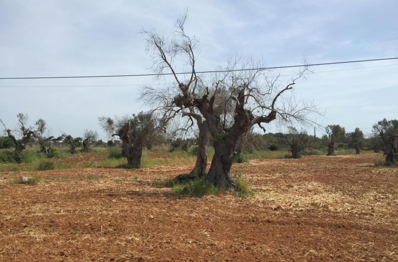 ulivo malato xylella