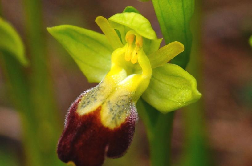 orchidea dedicata a Pratesi