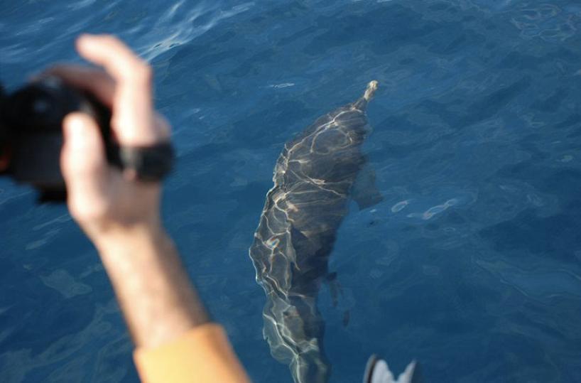 delfini a taranto