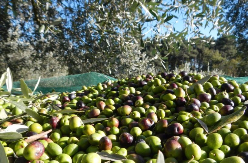 olive