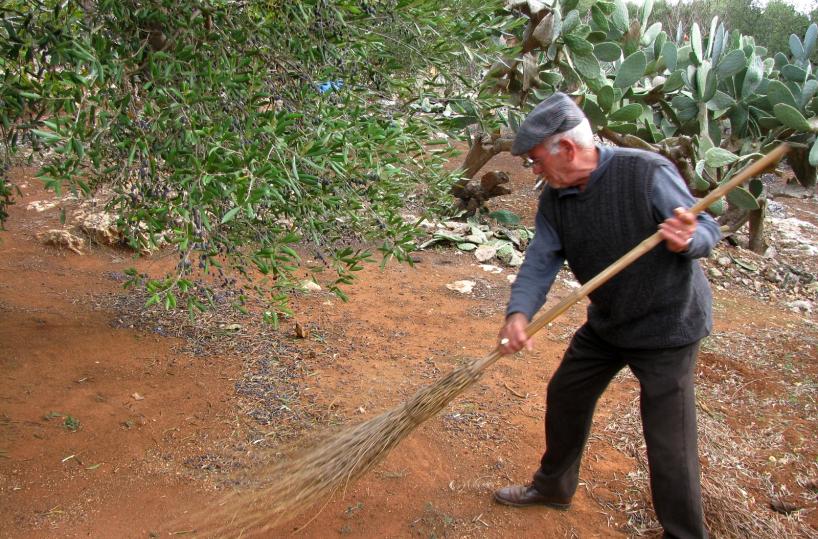 raccolta olive salento