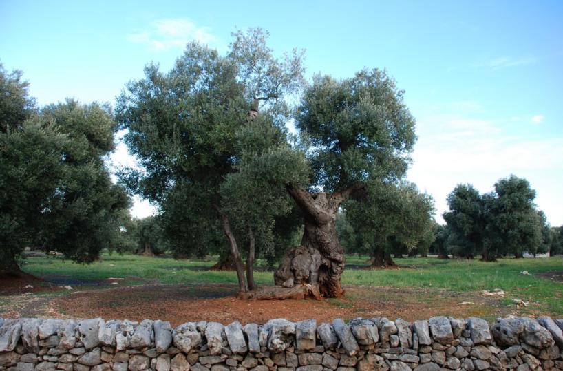 ulivo piana di Fasano