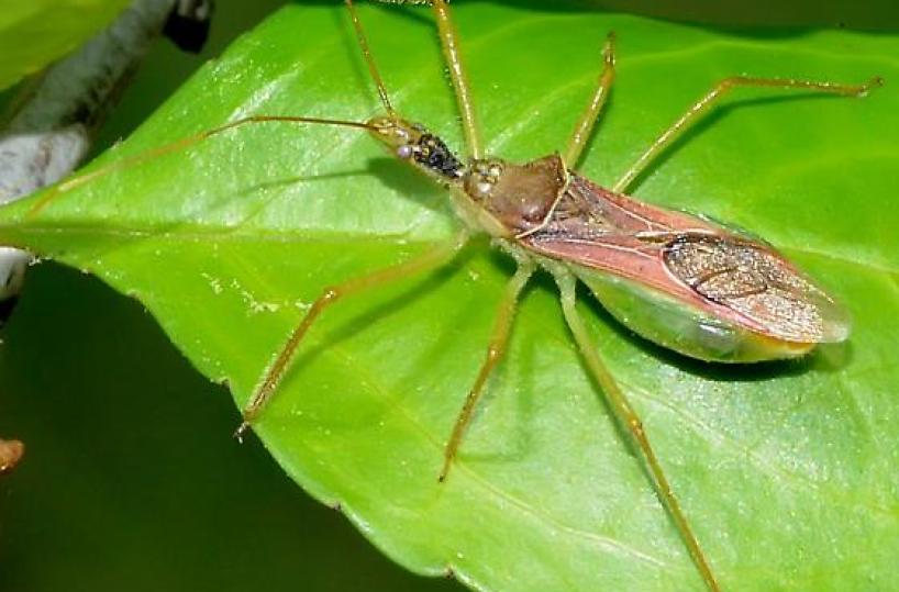 Xylella, ecco l'insettoche pu&ograve; arrestarla