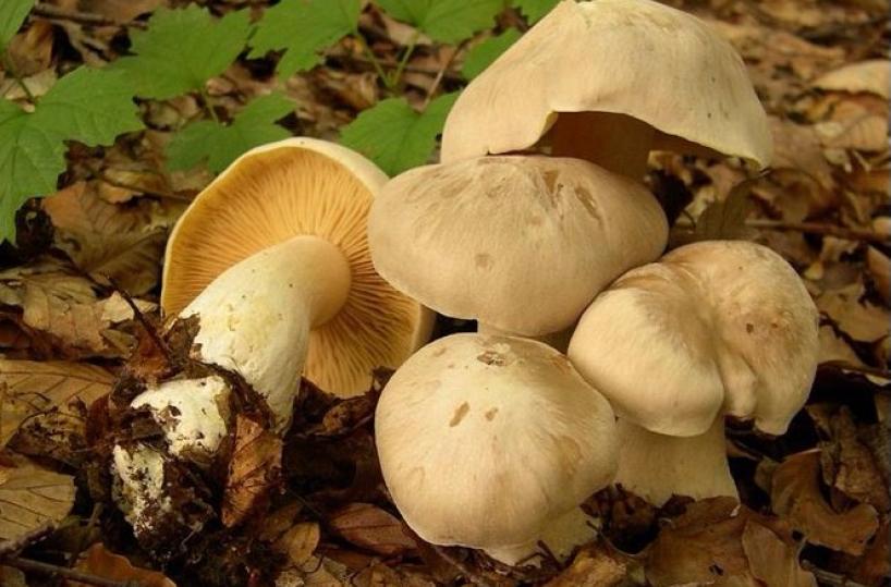 funghi