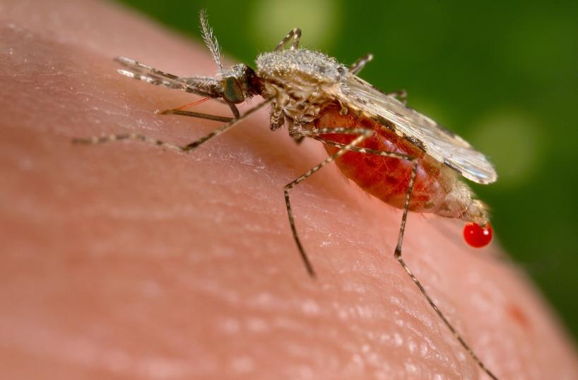 Casi di malaria a Taranto i quattro extracomunitari si sono ammalati in Italia