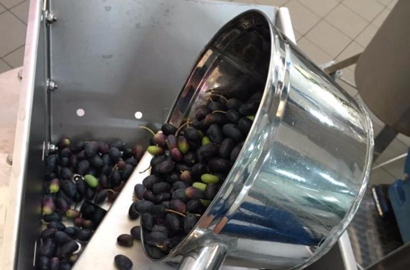 olive selvatiche