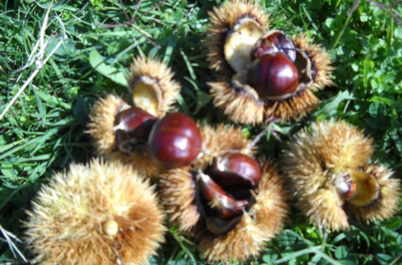 castagne