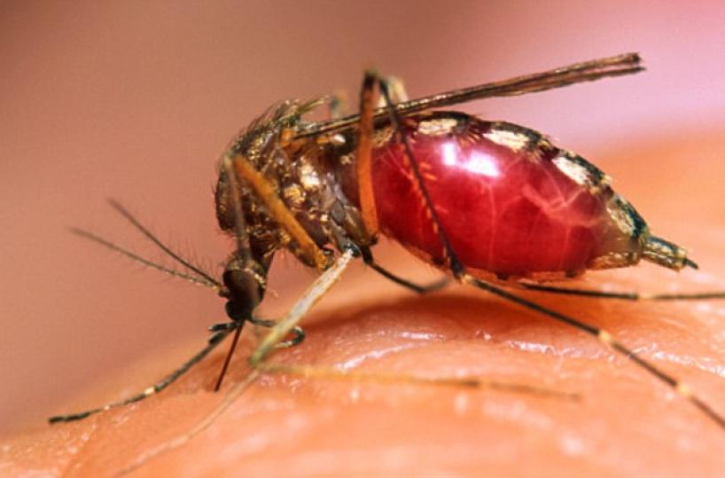 malaria