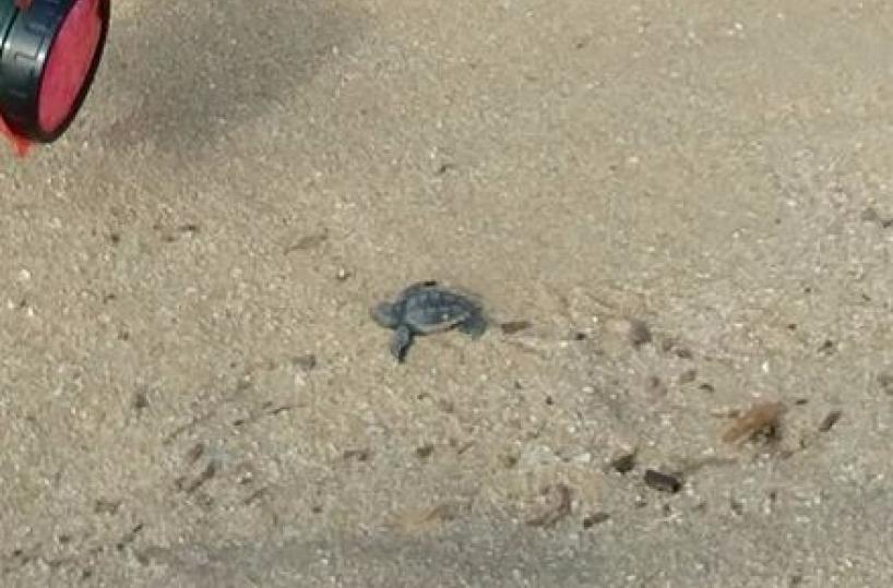 tartarughe caretta