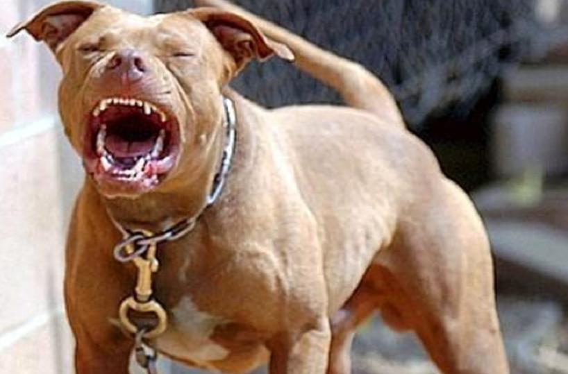 cane pitbull