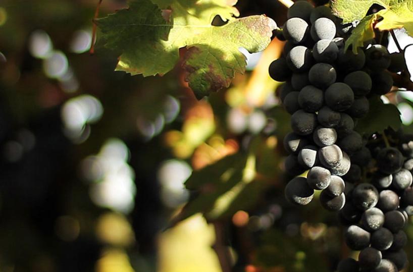 UVA DA VINO - Da Nero di Troia