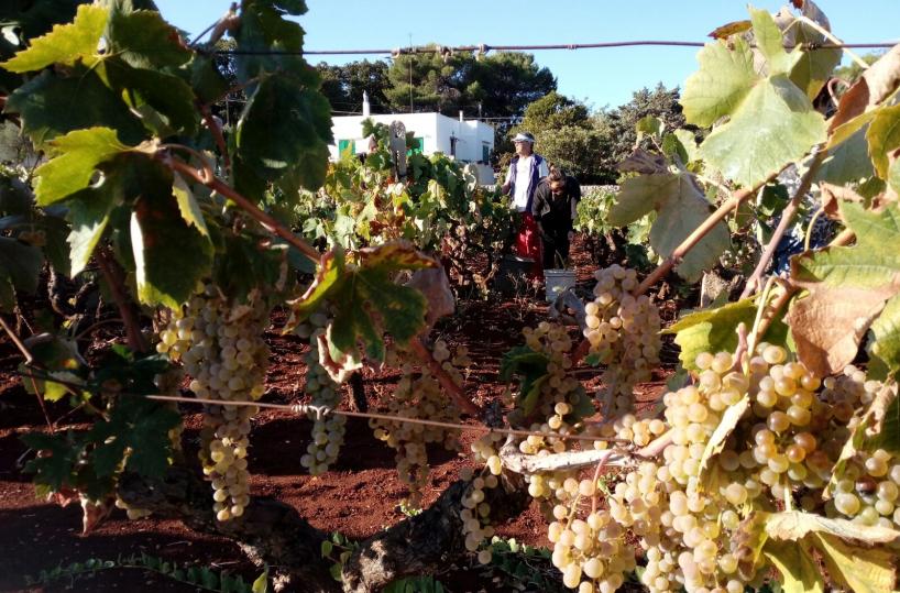 vendemmia