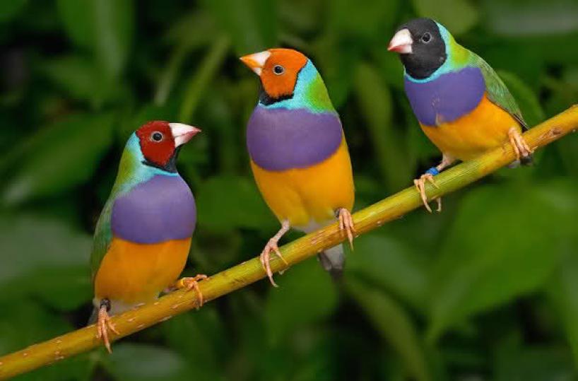 uccelli