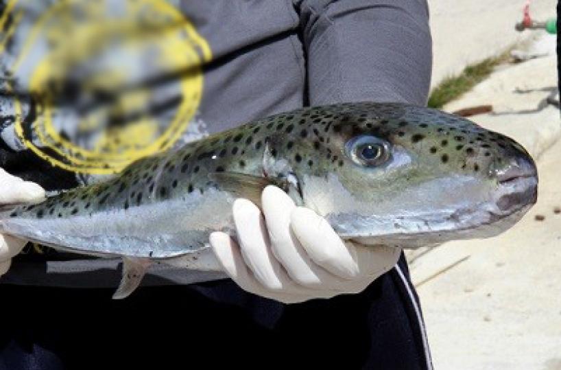 Molfetta,  pescato pesce palla«Attenzione, è molto tossico»