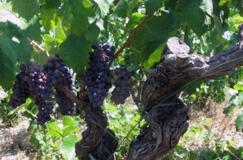 Negroamaro - Vino e accoglienza