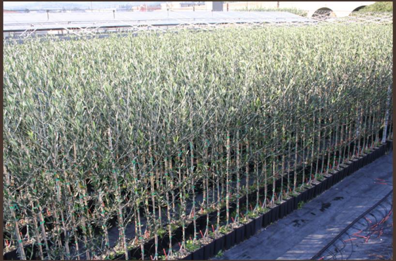 Xylella, vivaio toscanoproduce pianta olivo resistente a batterio