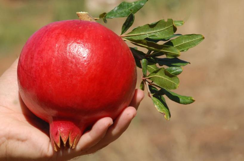 FRUTTO DEGLI DEI - La melograna fa bene alla salute