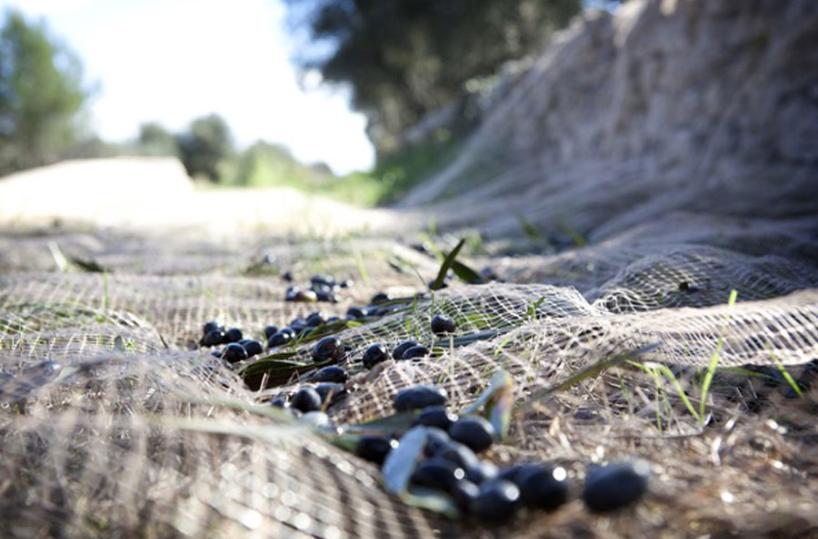 RACCOLTA - Le olive sono pronte per fare l'olio nuovo