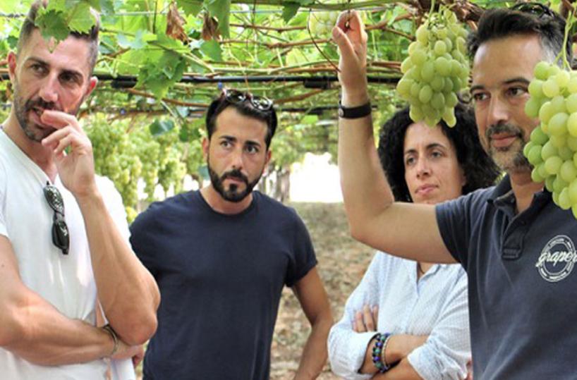 Uva da tavola, arriva il Premioper la più bella vigna di Puglia
