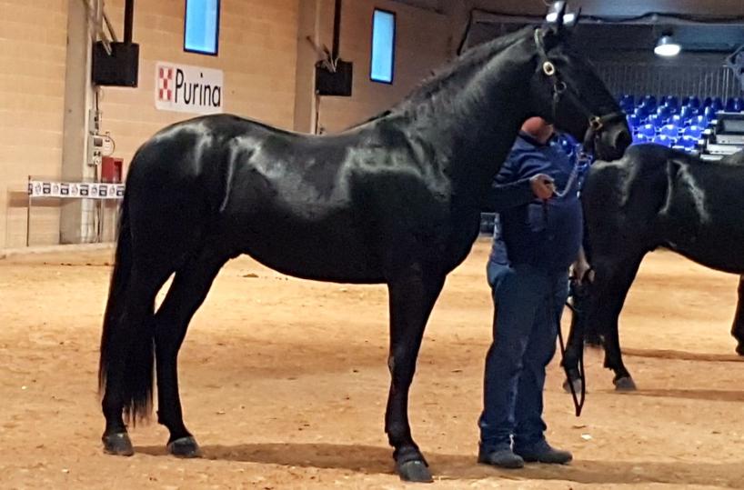 cavallo murgese campione