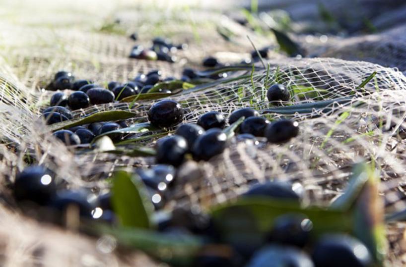 OLIO EVO - Qualità a tutto pasto